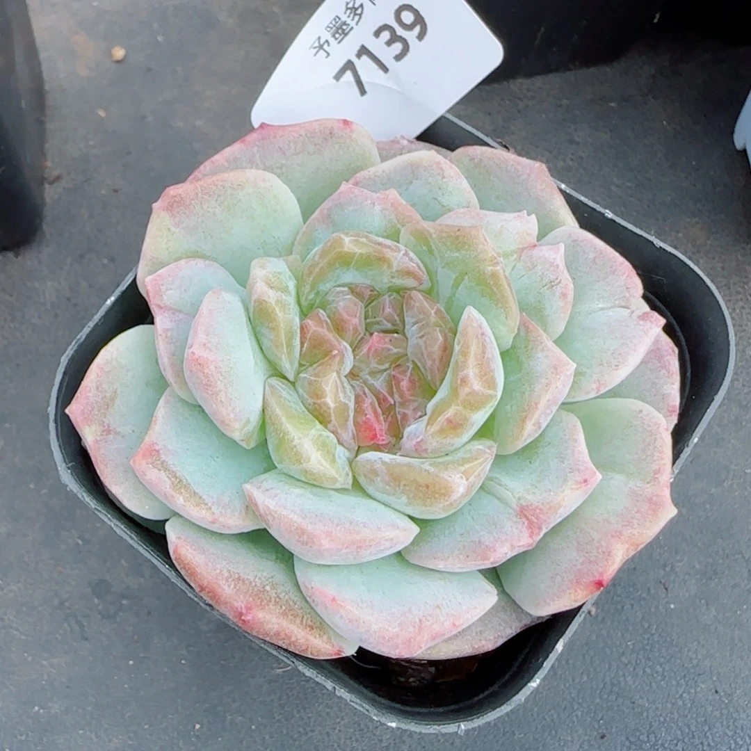梦幻泡影石化，7139多肉植物