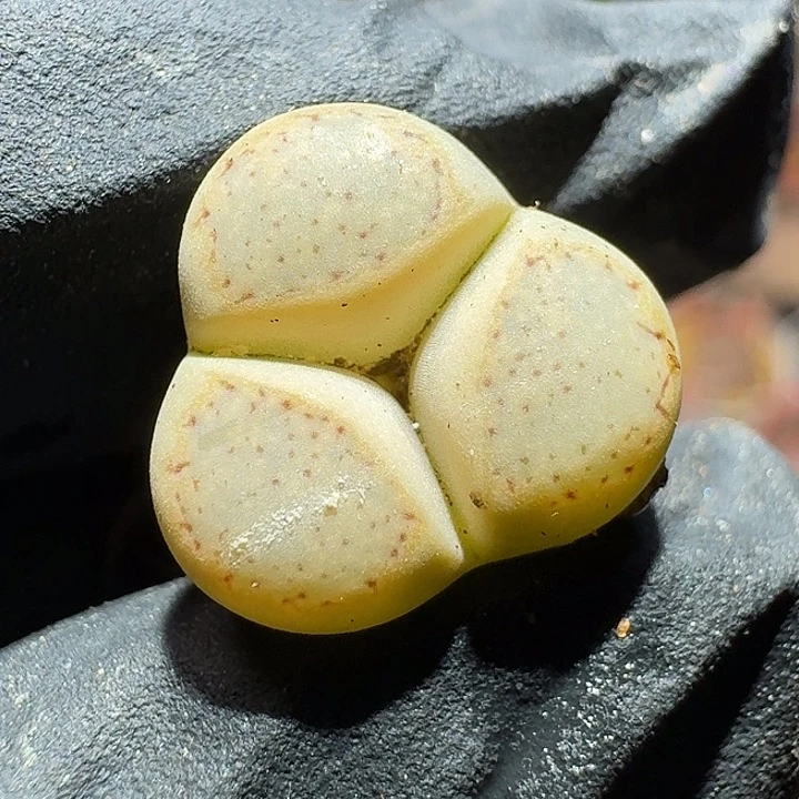 生石花1221222。  218