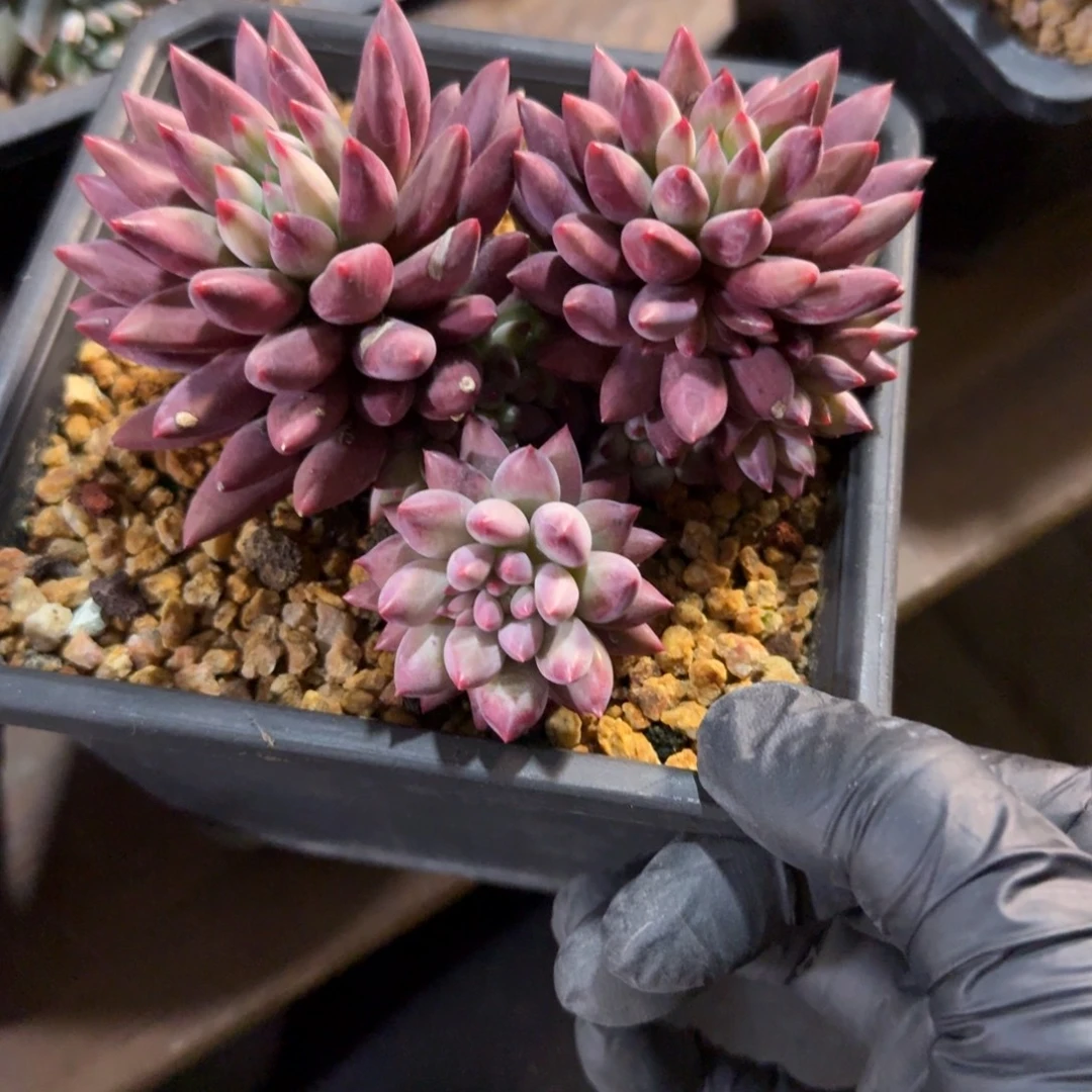 车厘子11111111111111111