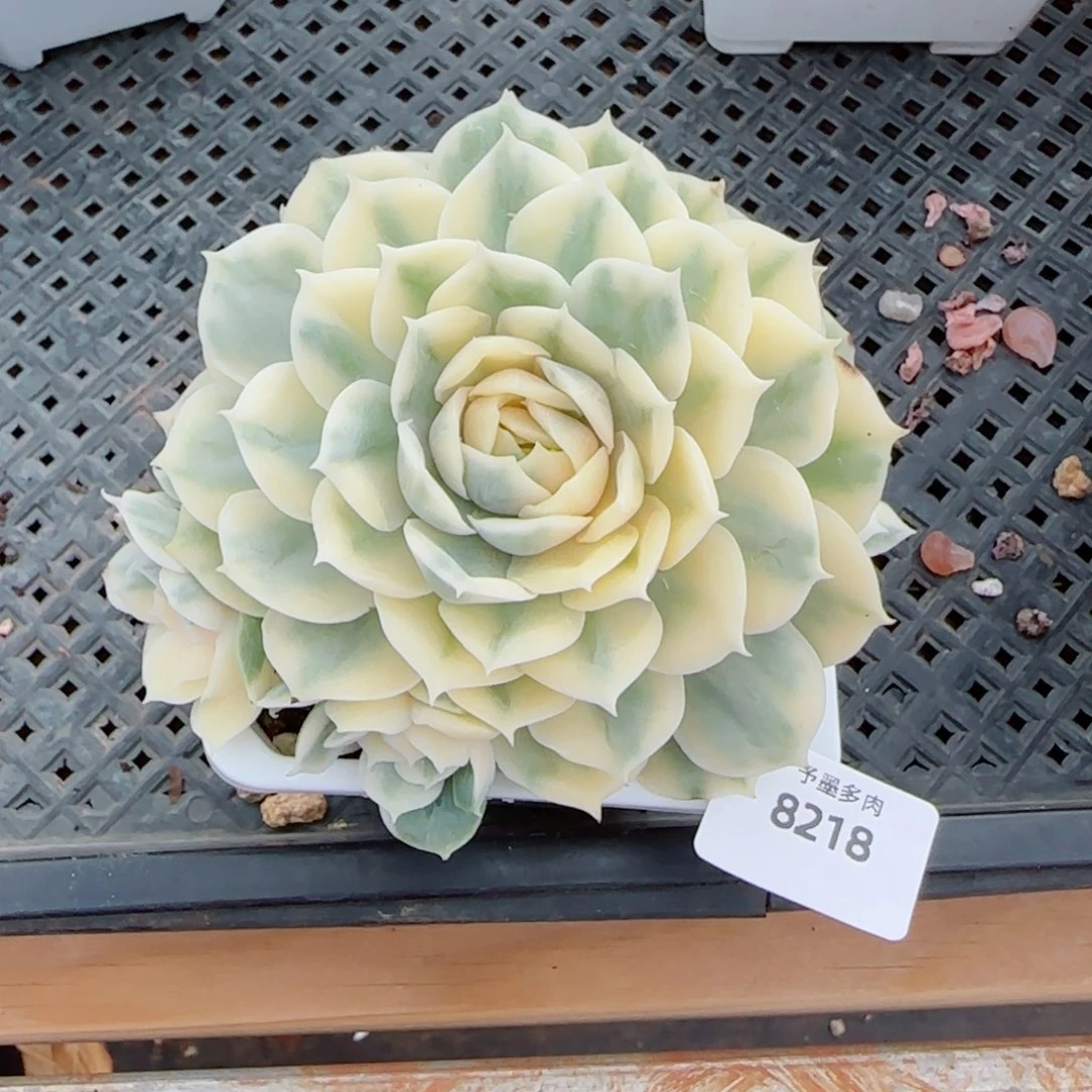 昂锦群，8218多肉植物