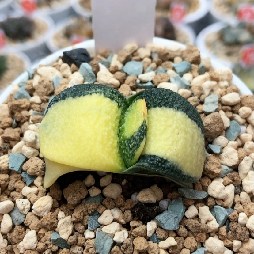 【闪购商品】j****y卧牛锦12