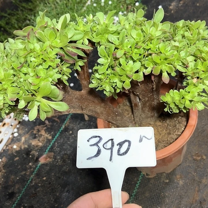 多肉植物玫瑰缀不售后