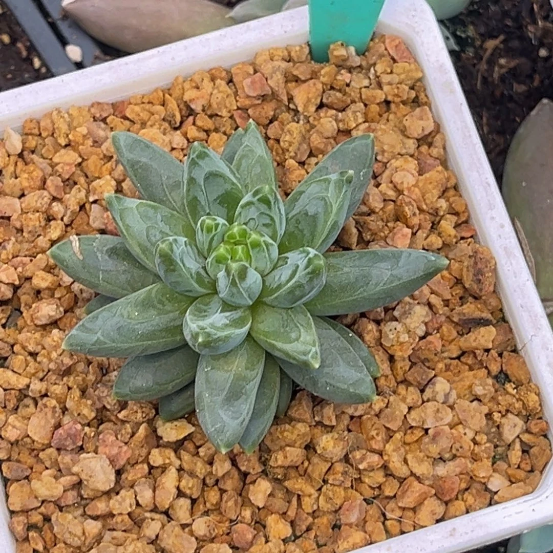 鲤***）9018号早上多肉植物群生