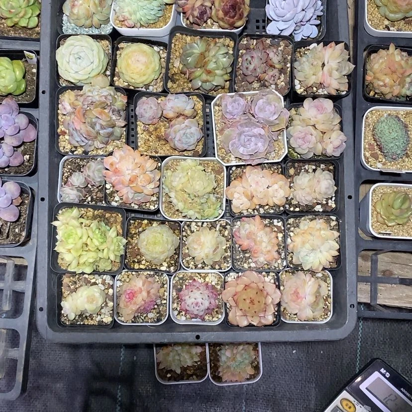 【闪购商品】?*?273一筐30颗多肉