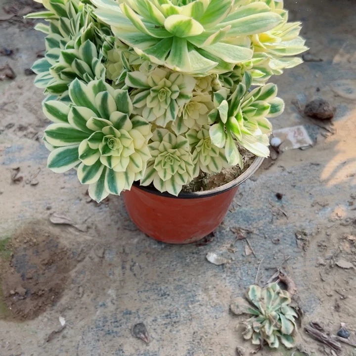 215迈巴赫多肉植物的生长