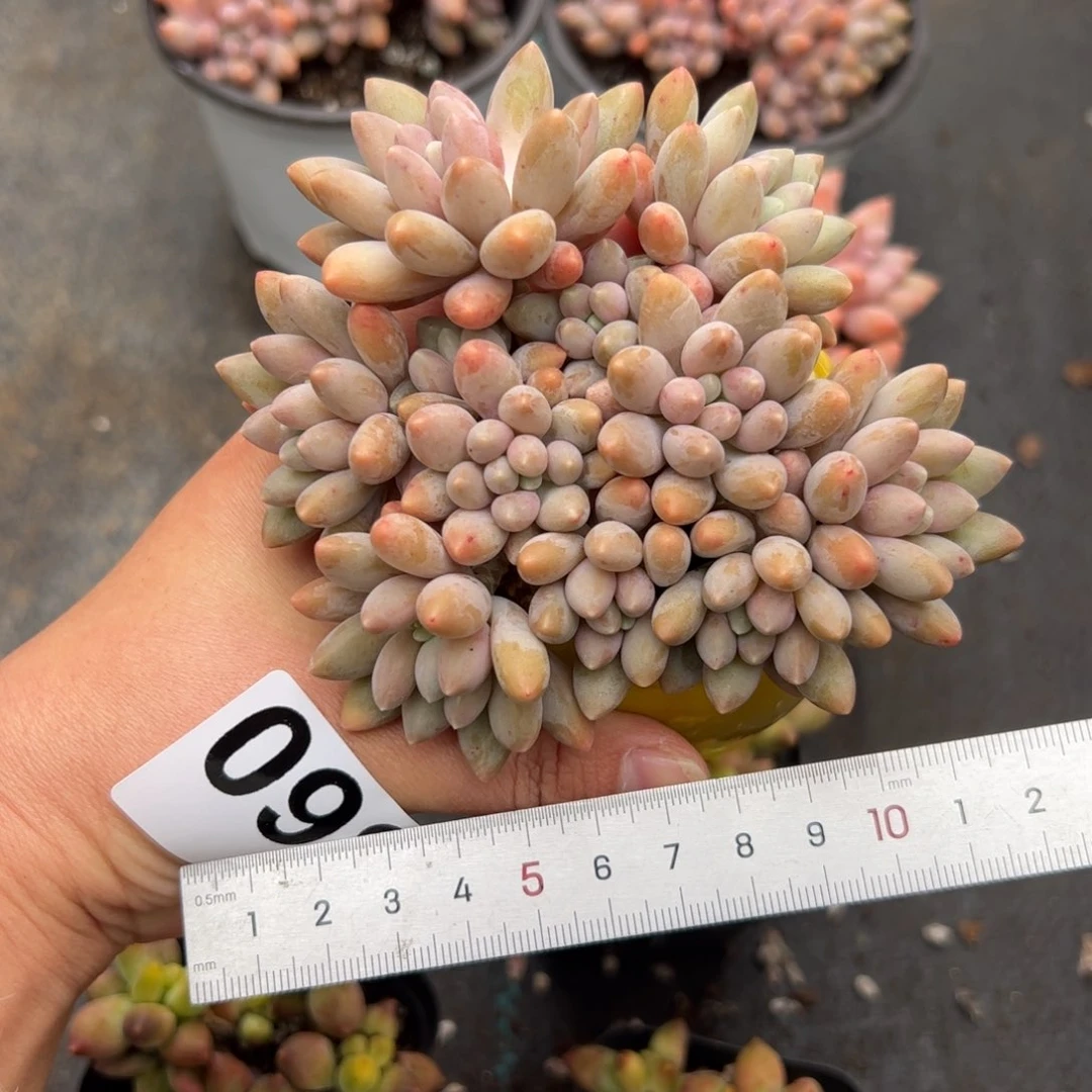 静****098 多肉植物组合