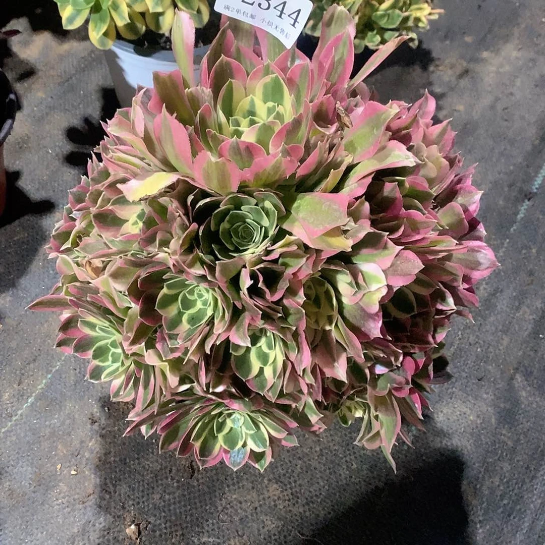 2344白凤多肉法师锦