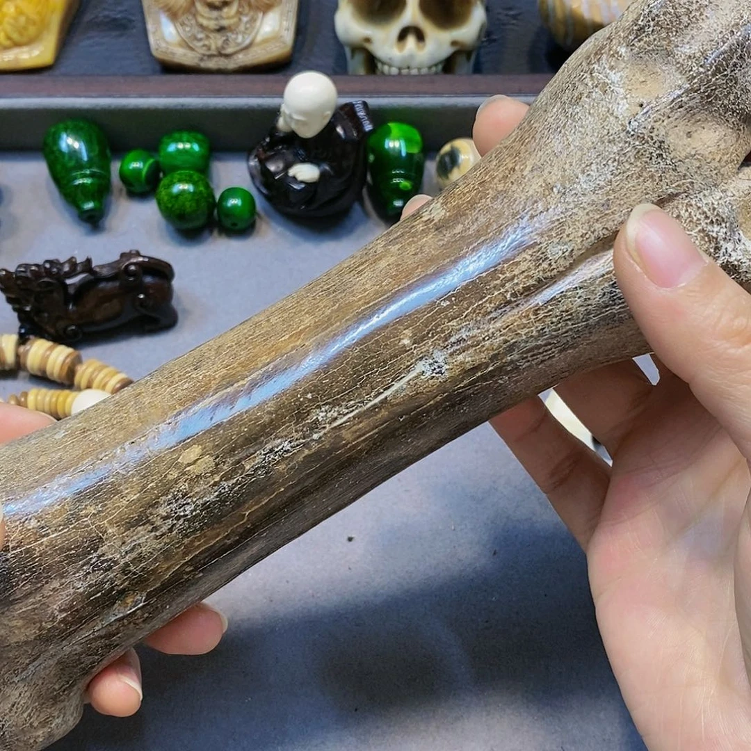 香榧木我****！主播推荐木化石