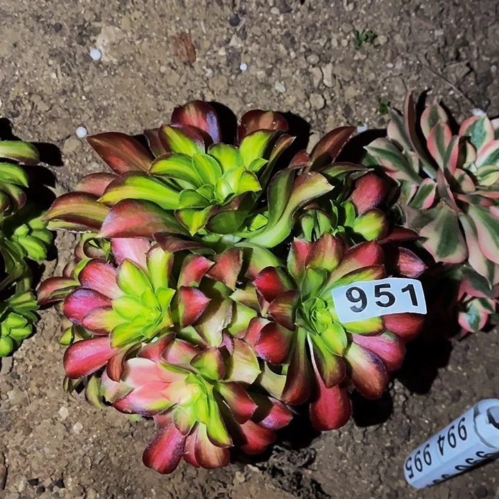 阿*951韶华多肉植物处理不售后