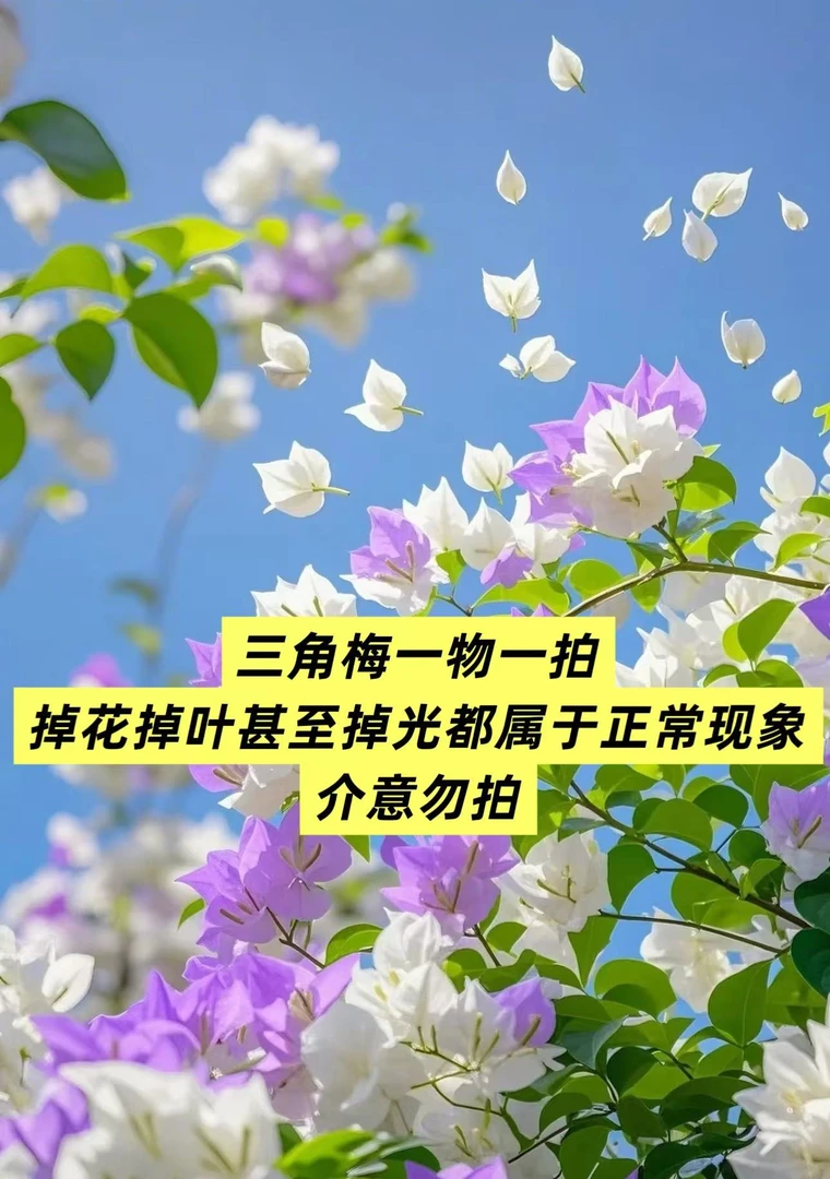 彩色三角梅一物一拍 运输途中掉花掉叶甚至掉光 介意勿拍