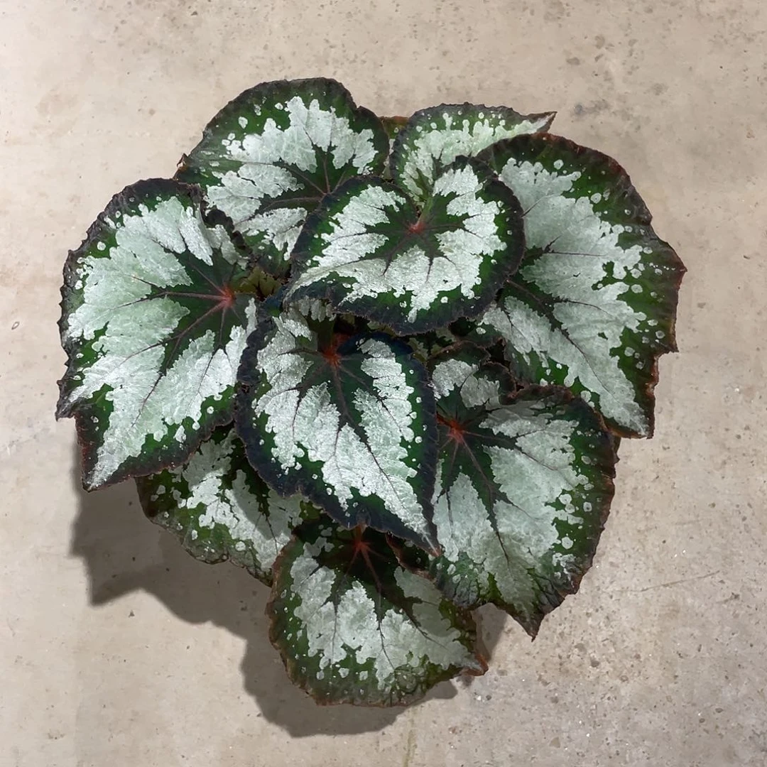 无花朵夜莺秋海棠