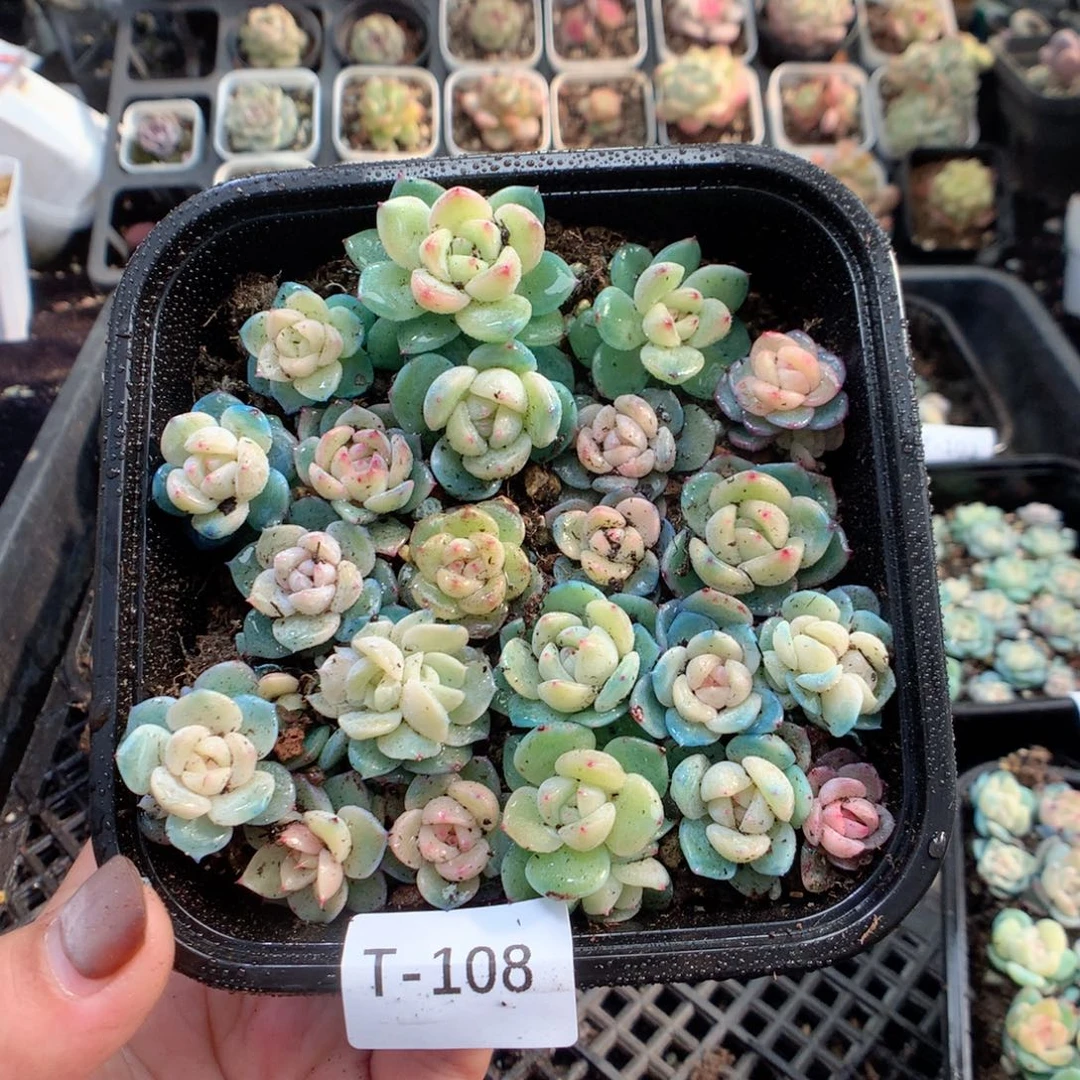 无花朵T108英语英语