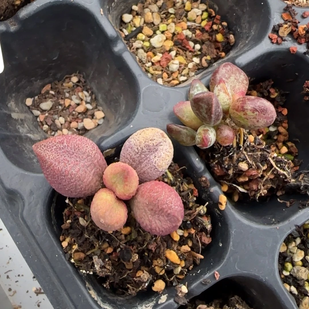 魔影水泡多肉组合