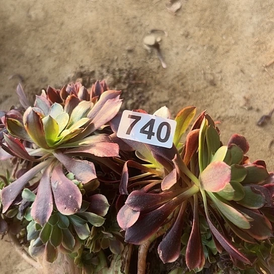 孟***萍多肉植物一个欧嘉莉740