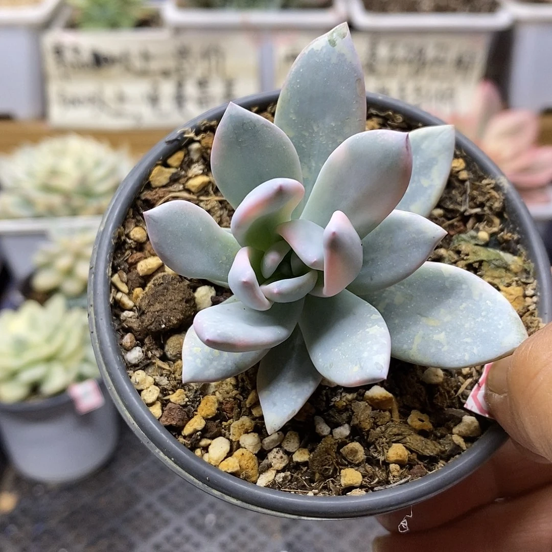 09129 霜之朝锦多肉