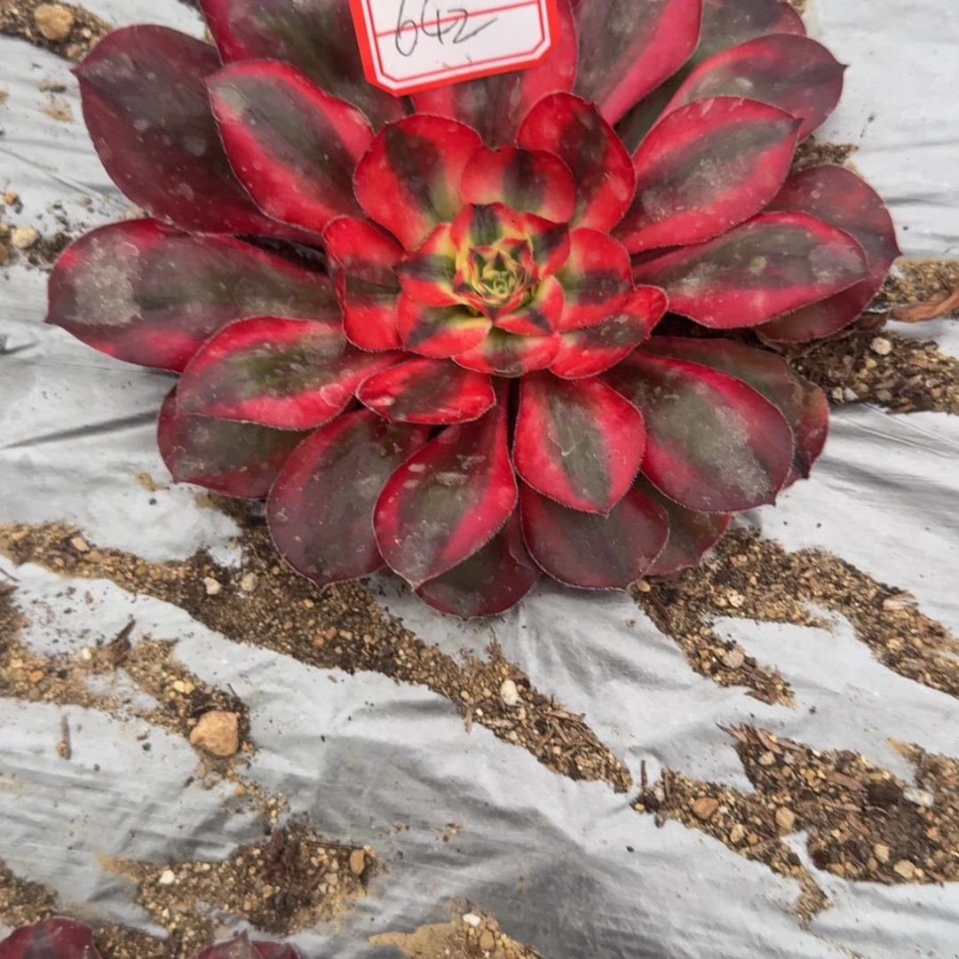 642爱丽丝 多肉植物