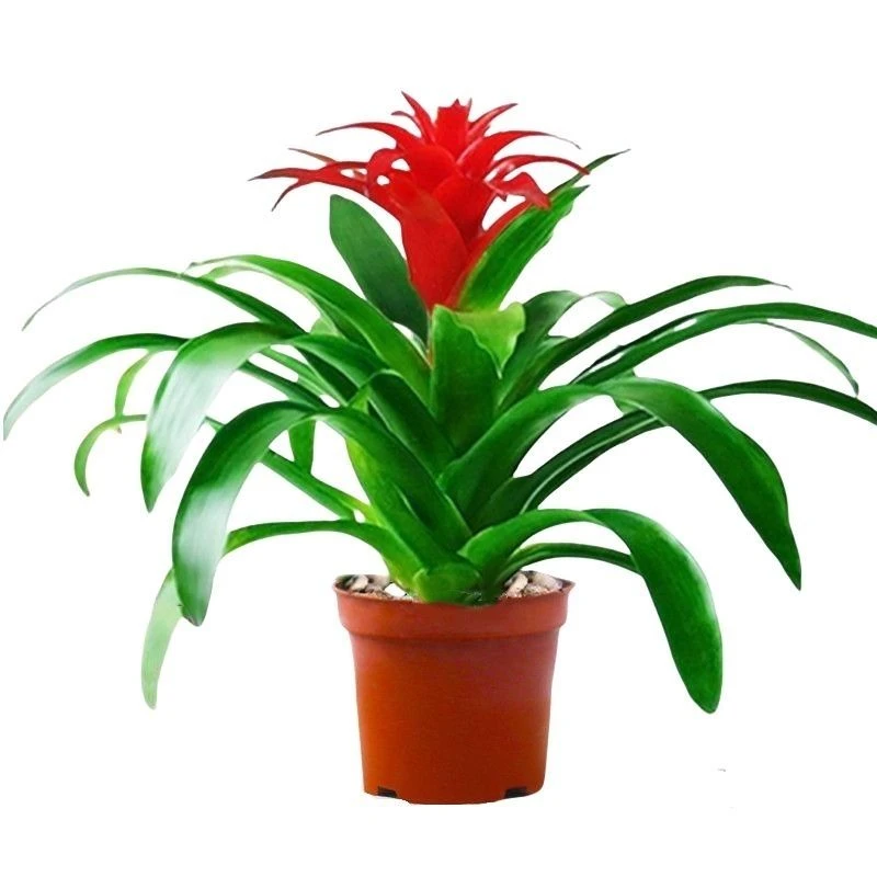 小红星盆栽室内植物客厅办公室空气净化绿植