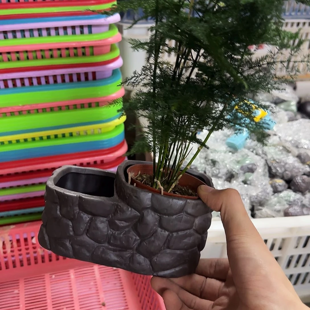 盆+文竹··福利局绿植多肉盆［凑9元包邮24小时发］