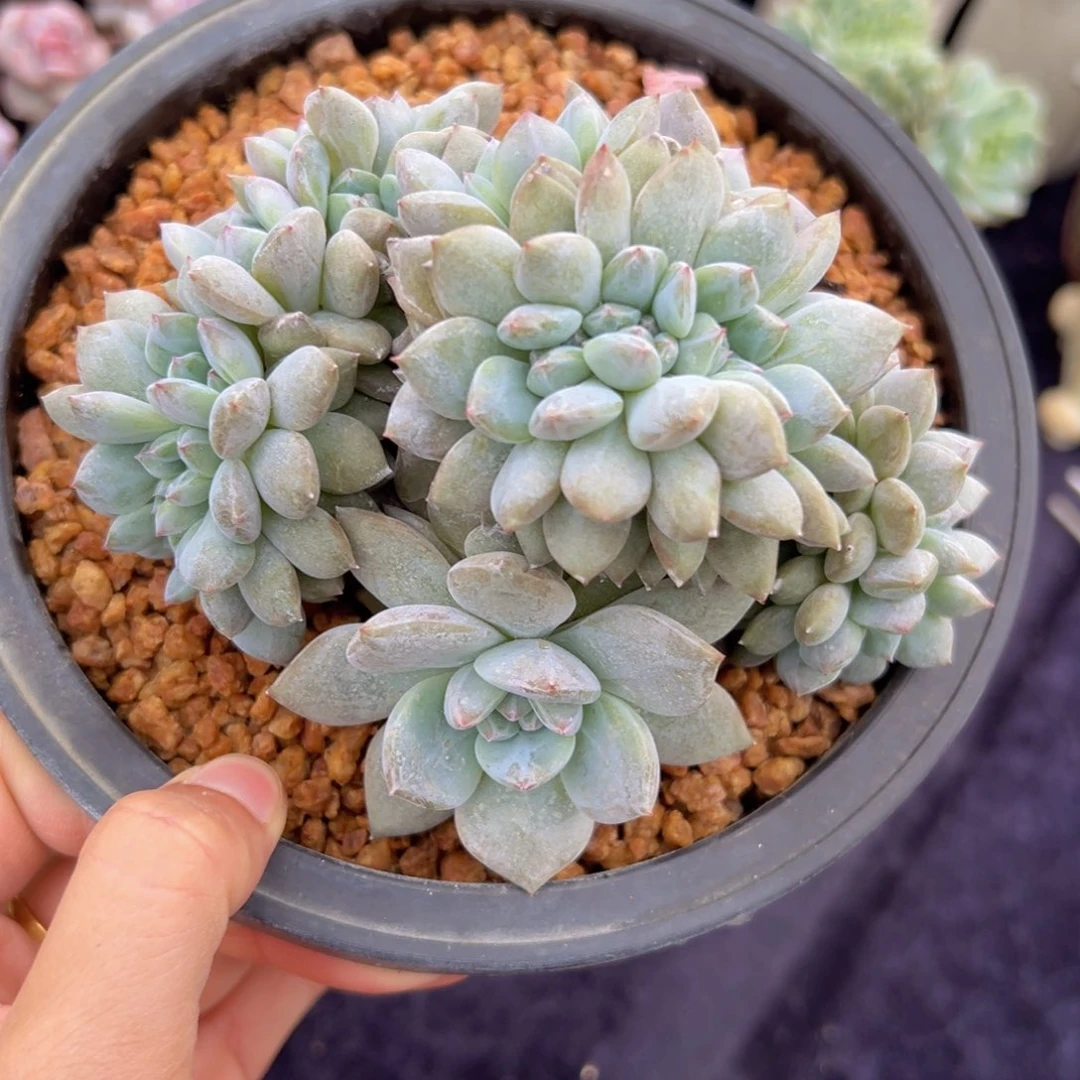 新年快乐 新年快乐