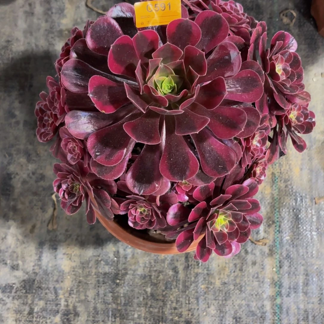 无花朵591美杜莎法师多肉植物