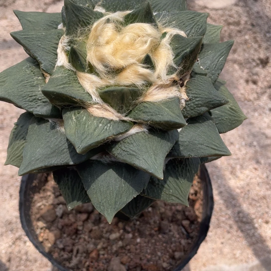 龙***界嫁接福利福利福利