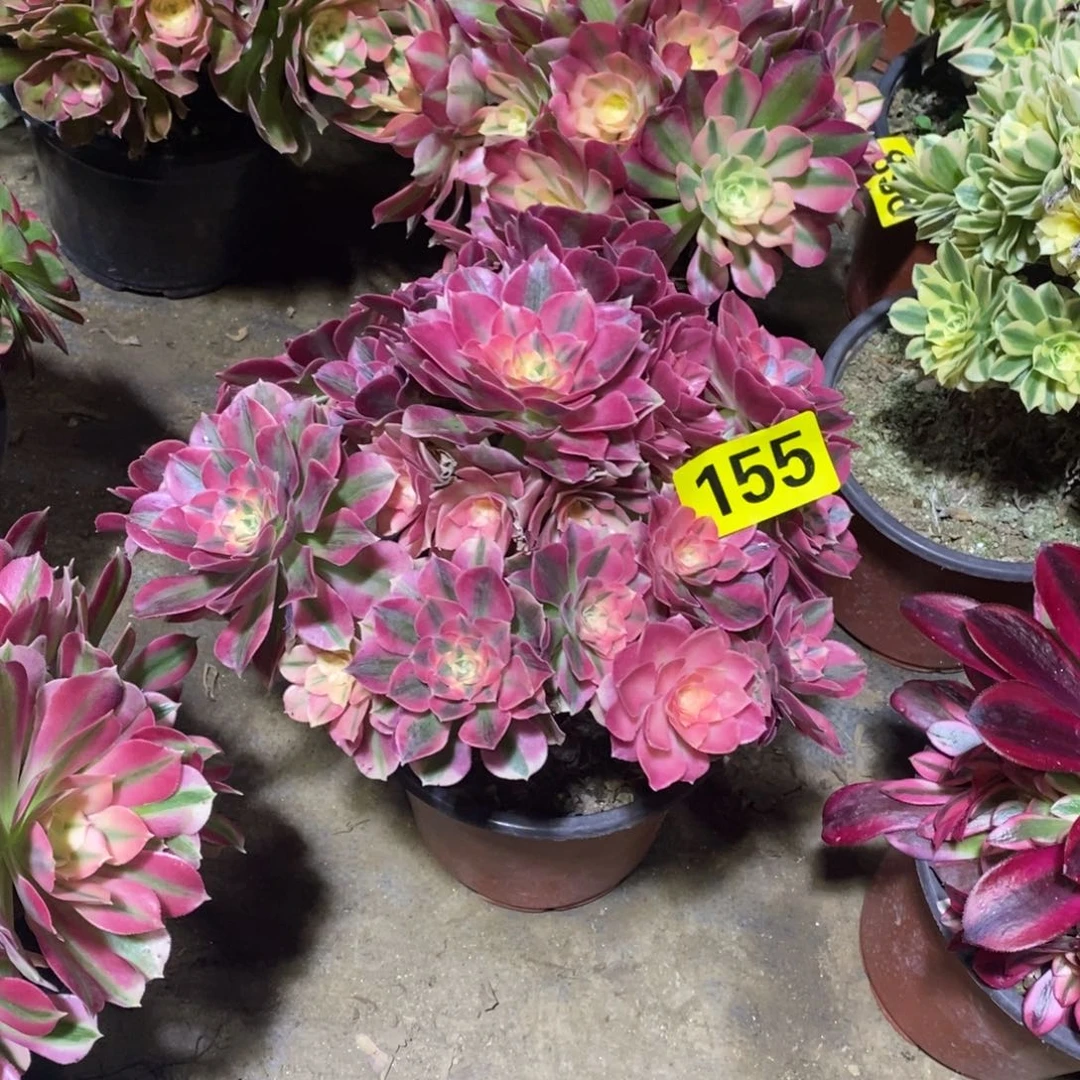 小*鹿粉女巫多肉法师155