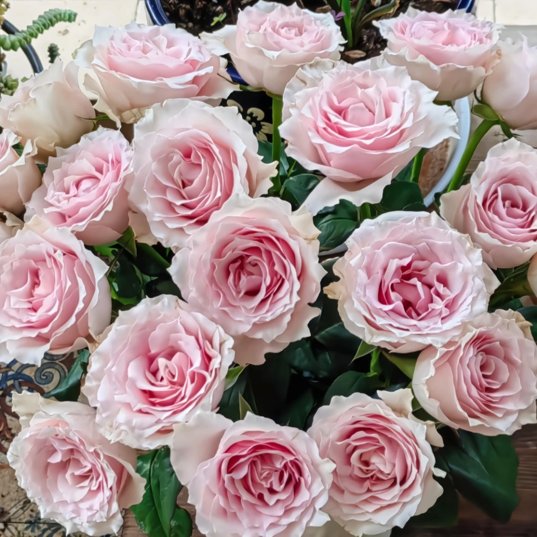 鲜花【粉钻玫瑰】单头玫瑰20支 全场任意两单顺丰冷链包邮