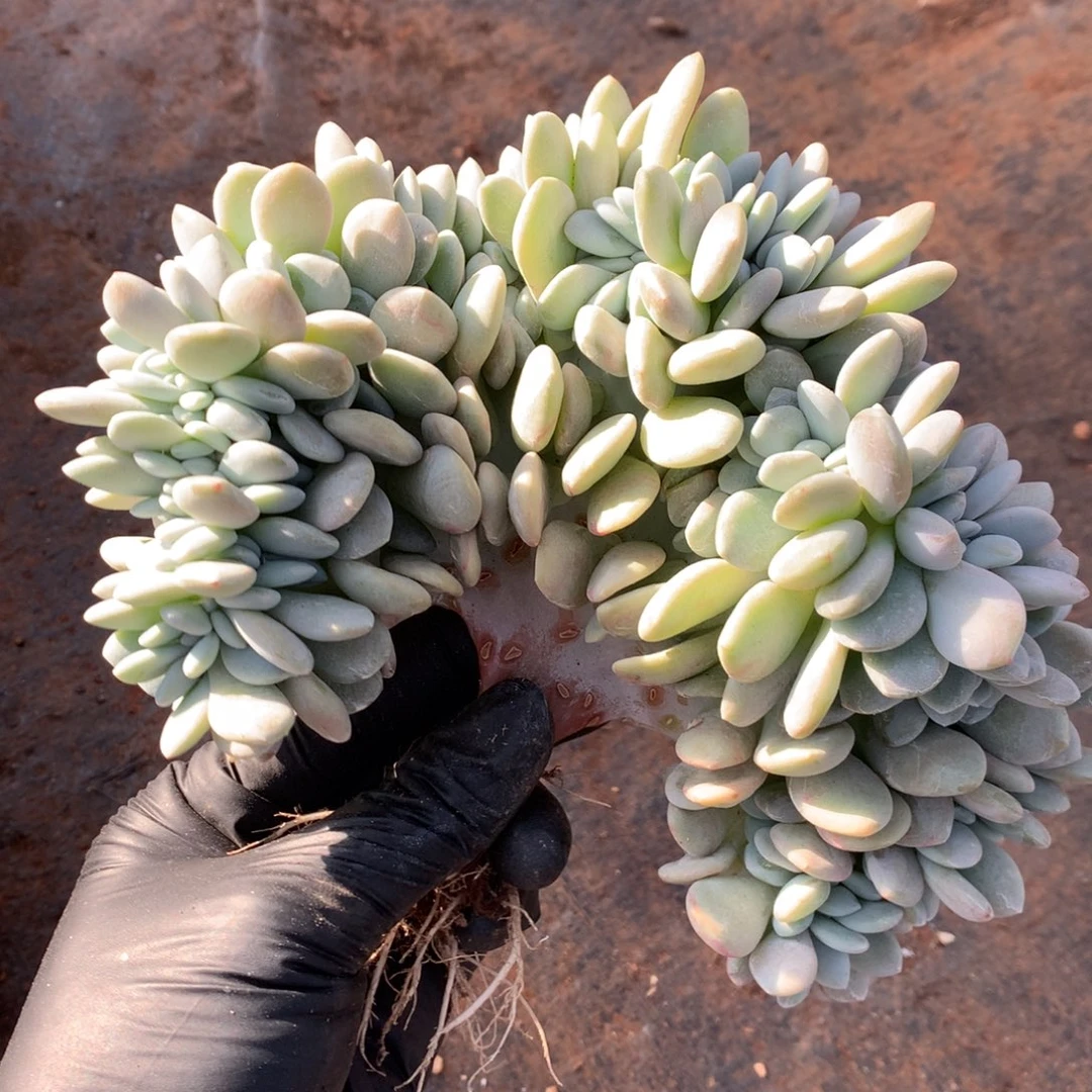 粉兔缀小树00000000