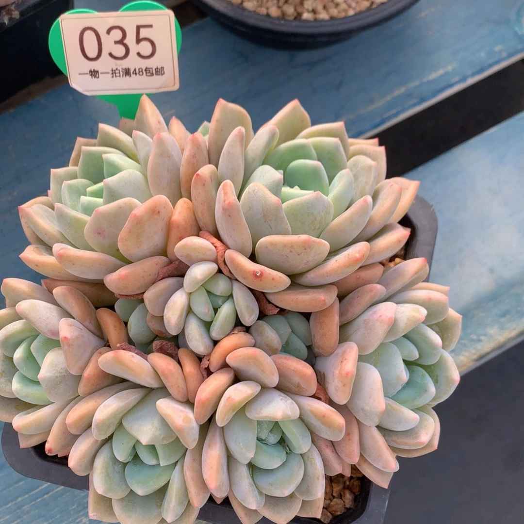 冰橙老桩一物一拍