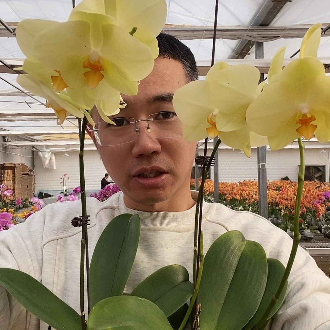 完全开放沃尔泰拉黄绿色3.5寸小双剑