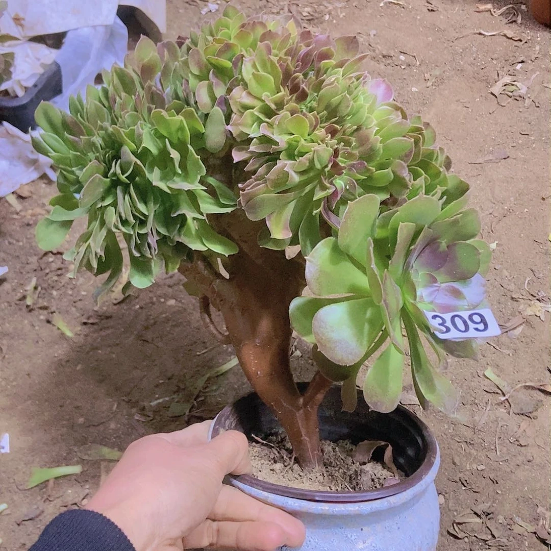 309玫瑰法师缀老板子法师