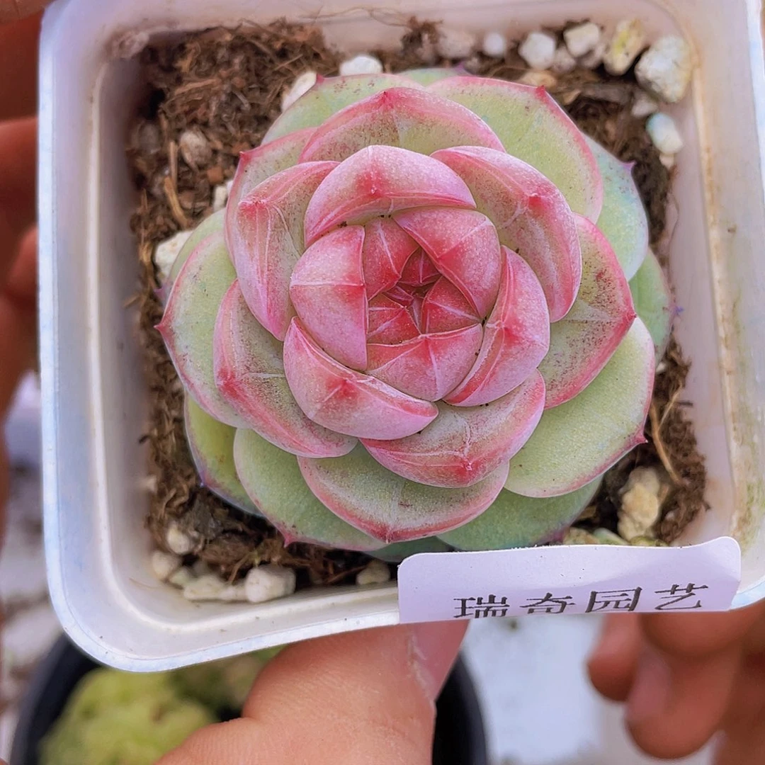 000000000000003量拍