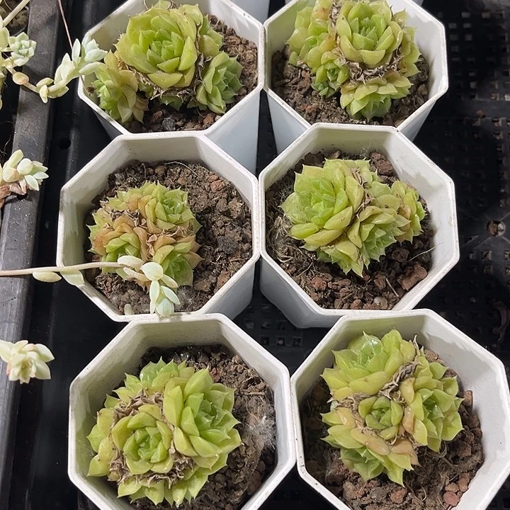 八角盆麦秆带盆土发