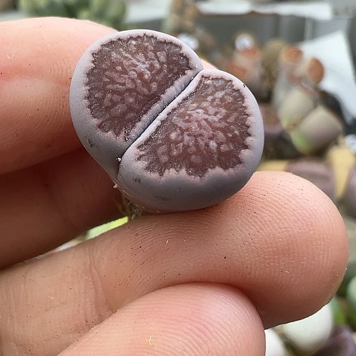 4593美腻紫菊福利清
