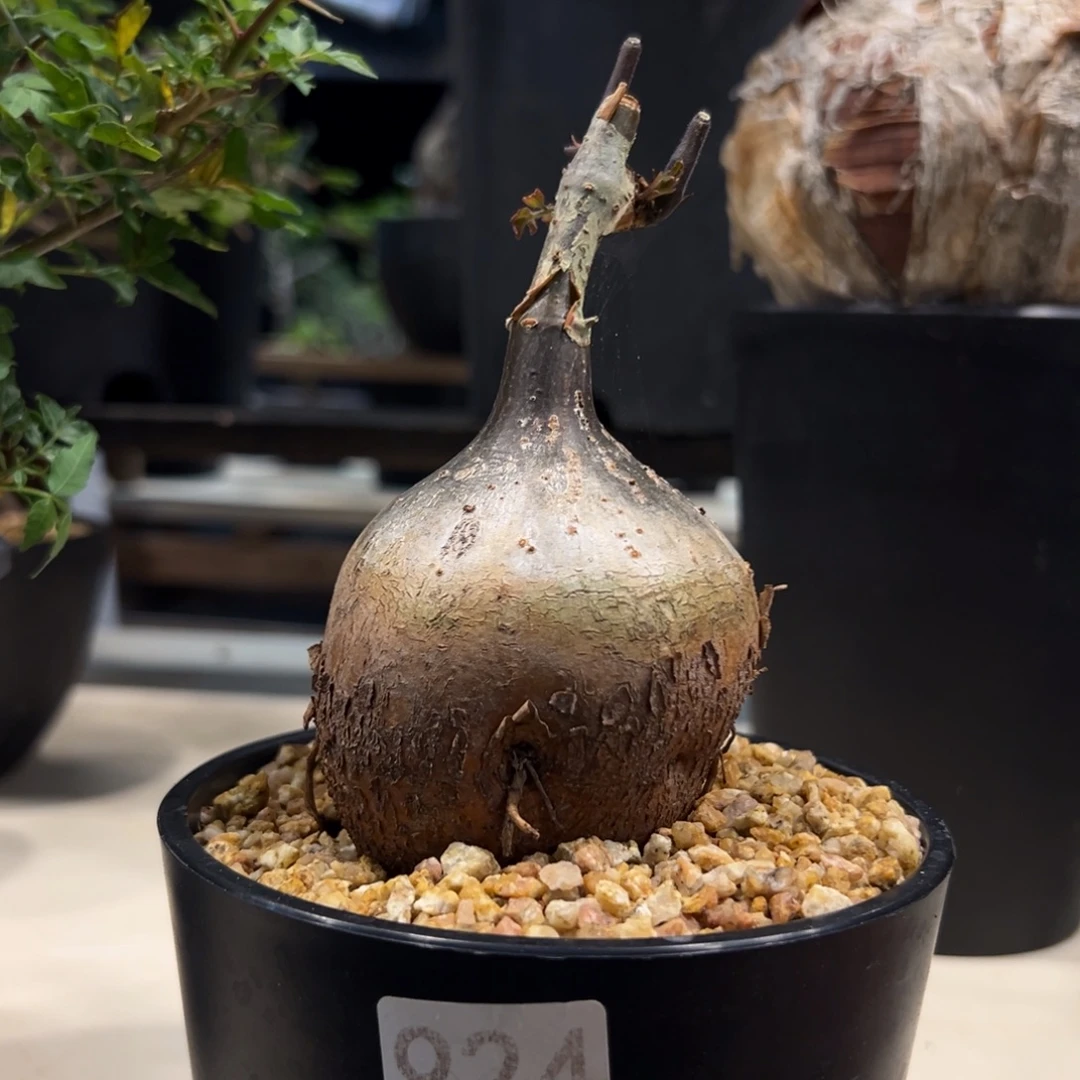 M***货924马岛垂直葡萄翁带盆发货