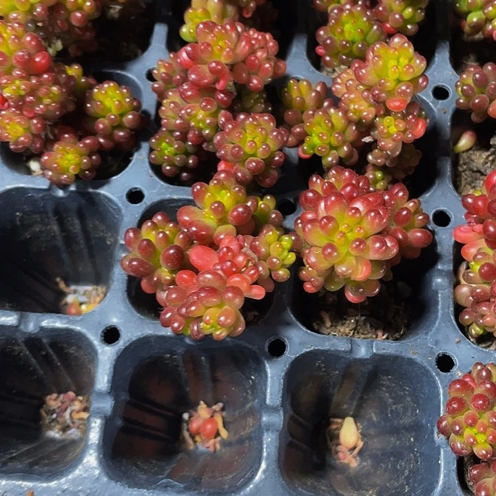 小浆果1元带土发