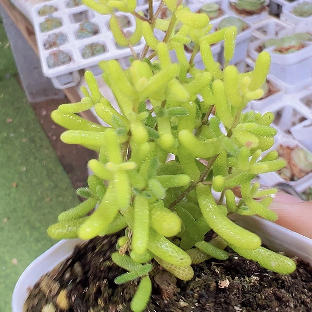 糖球锦19包邮多肉植物