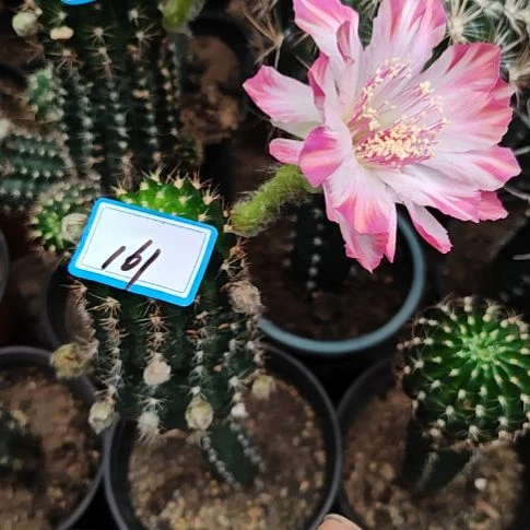 丽花0701秀普嫁接大161斑