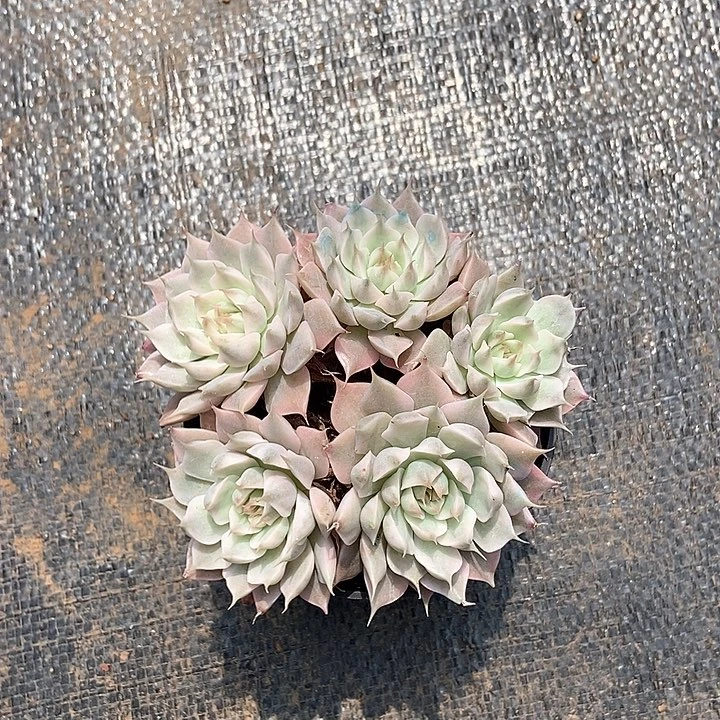 玛格丽特锦多肉植物