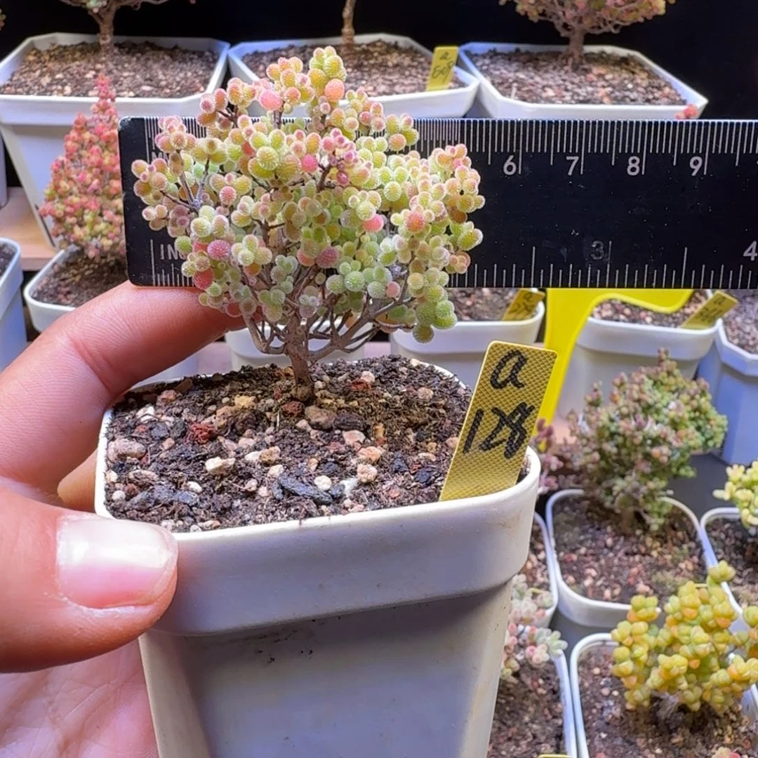 a128号橘子糖冠服5.5厘米左右