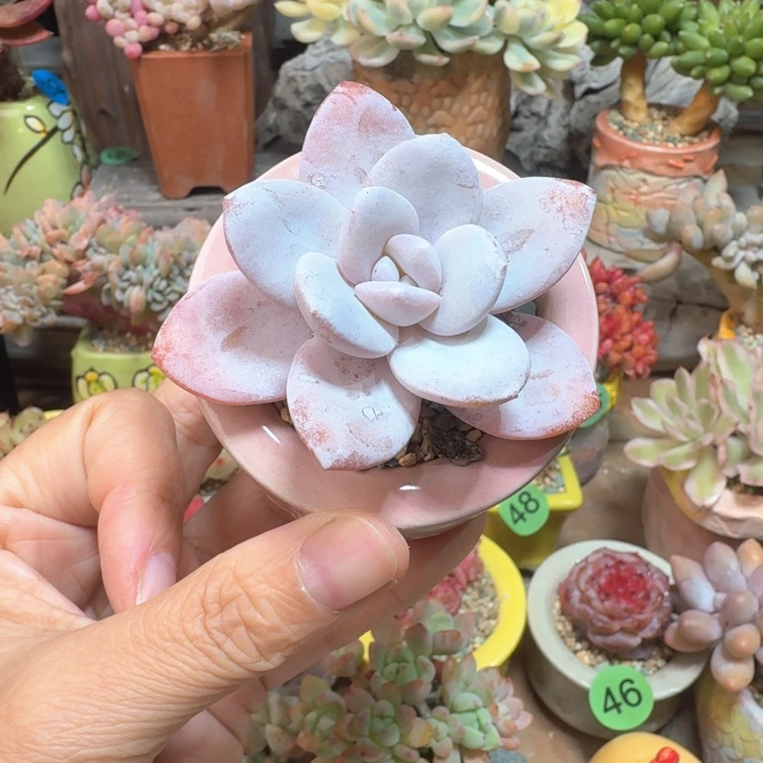 雪莲 多肉含盆土 一物一拍