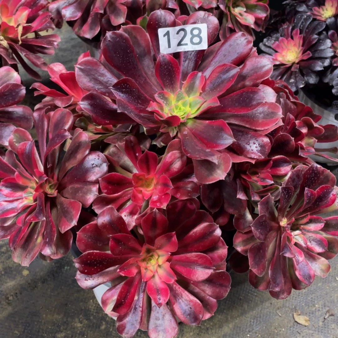 128美杜莎精品法师老桩