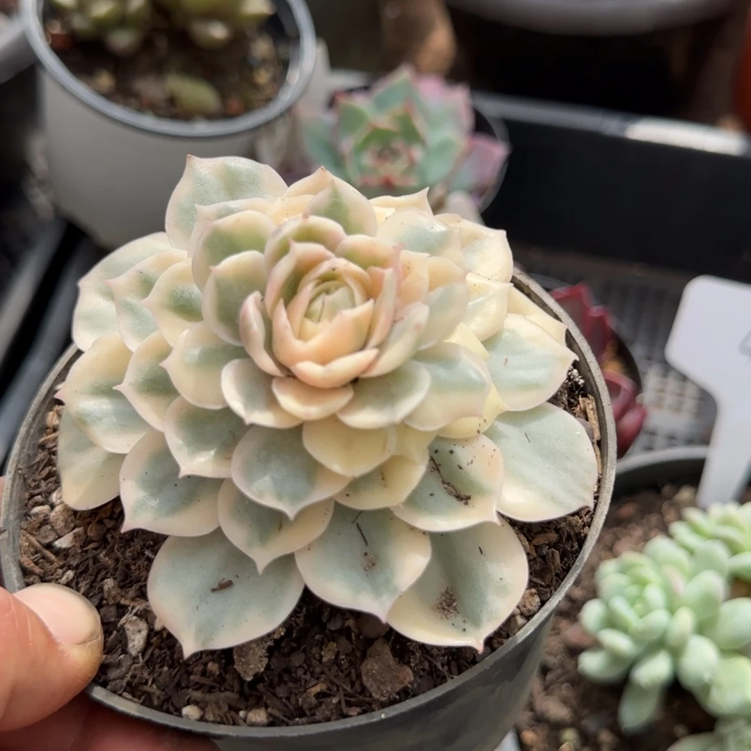 昂首哦锦一物一拍包装收缩花旱