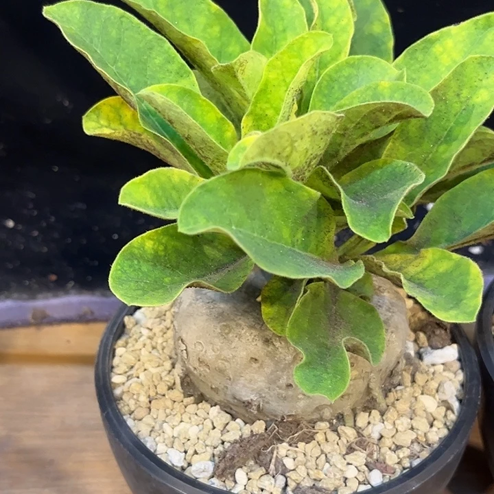 风***影汤圆植物龙卵窟哈