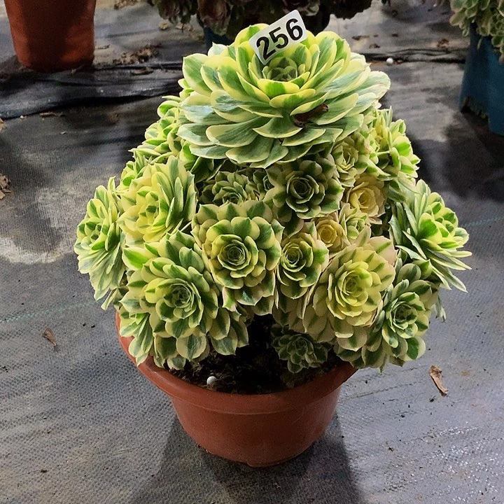 豆**爸多肉迈巴赫256000