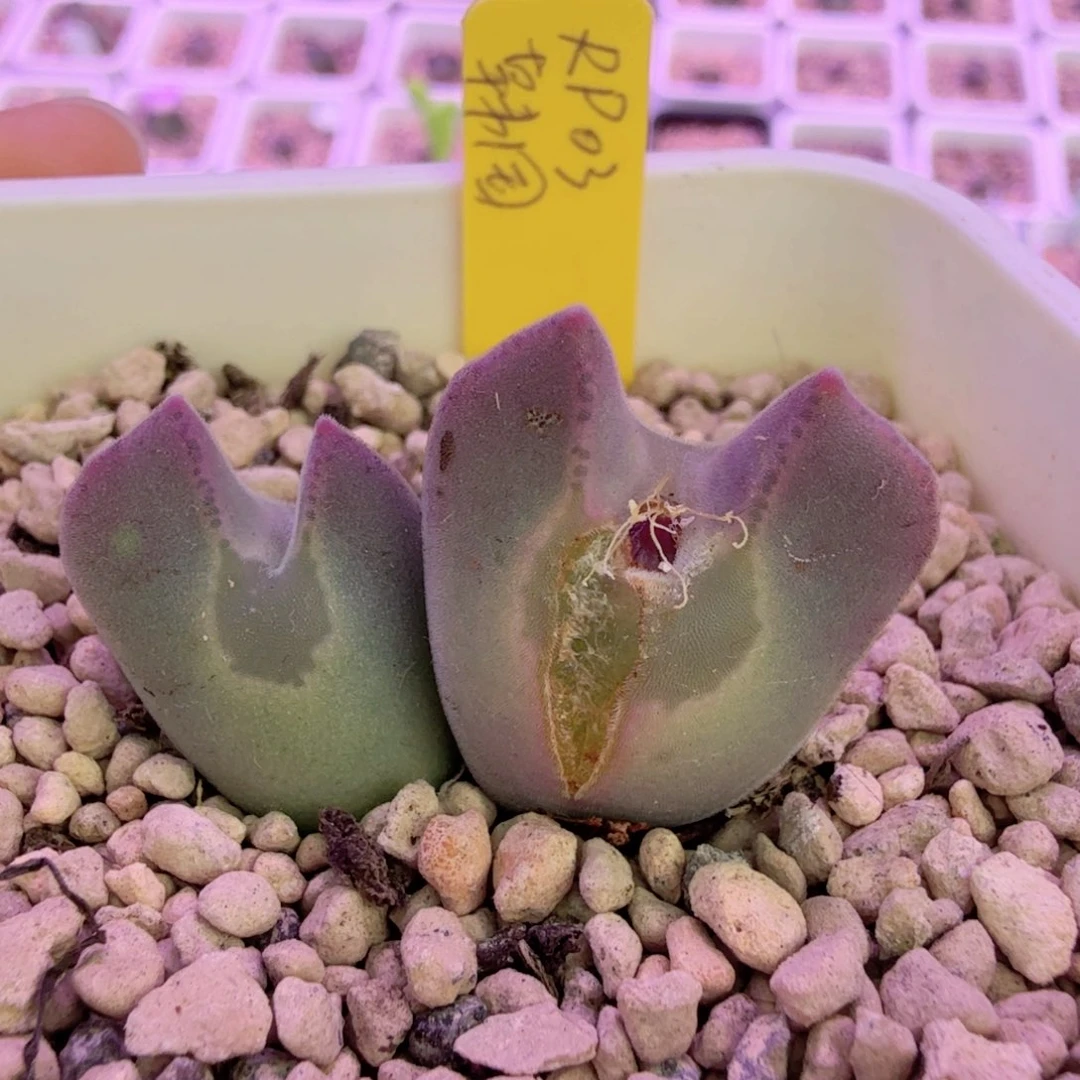 韩国大眼睛 母本 12-21-L12