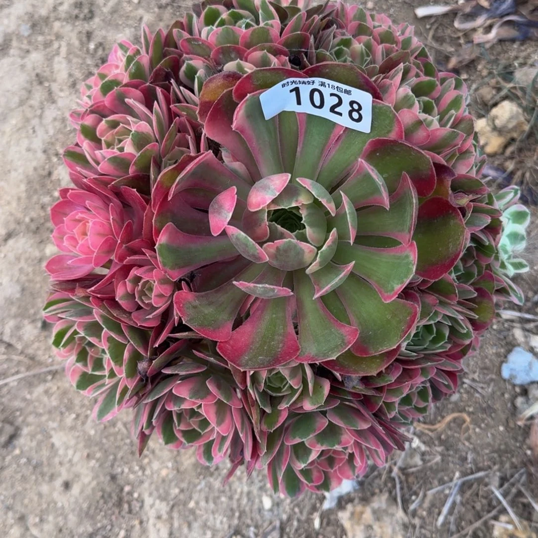 1028妖月多肉植物