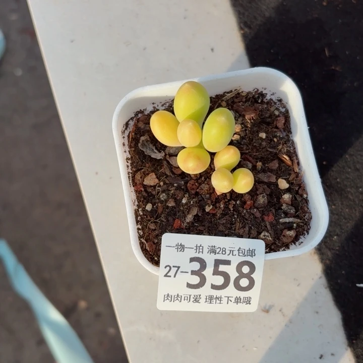 金蝉多肉无盆土无盆土无发货