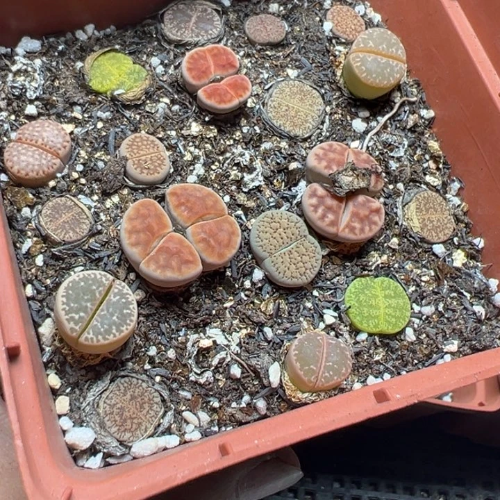 【闪购商品】 244。