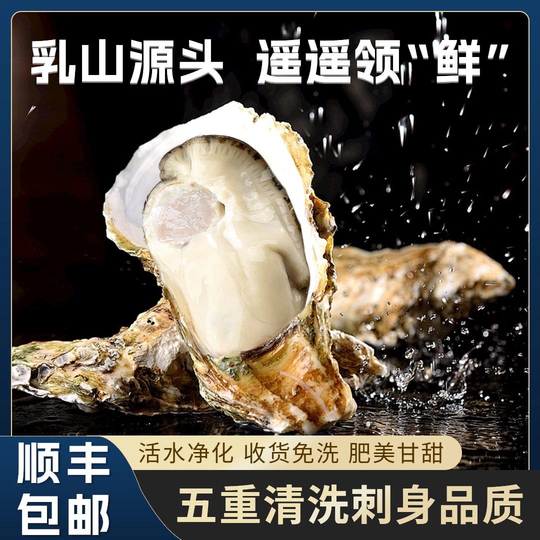 【买3斤送2斤】鲜活正宗乳山生蚝 牡蛎海蛎子冷水蚝肥嫩【顺丰冷链】